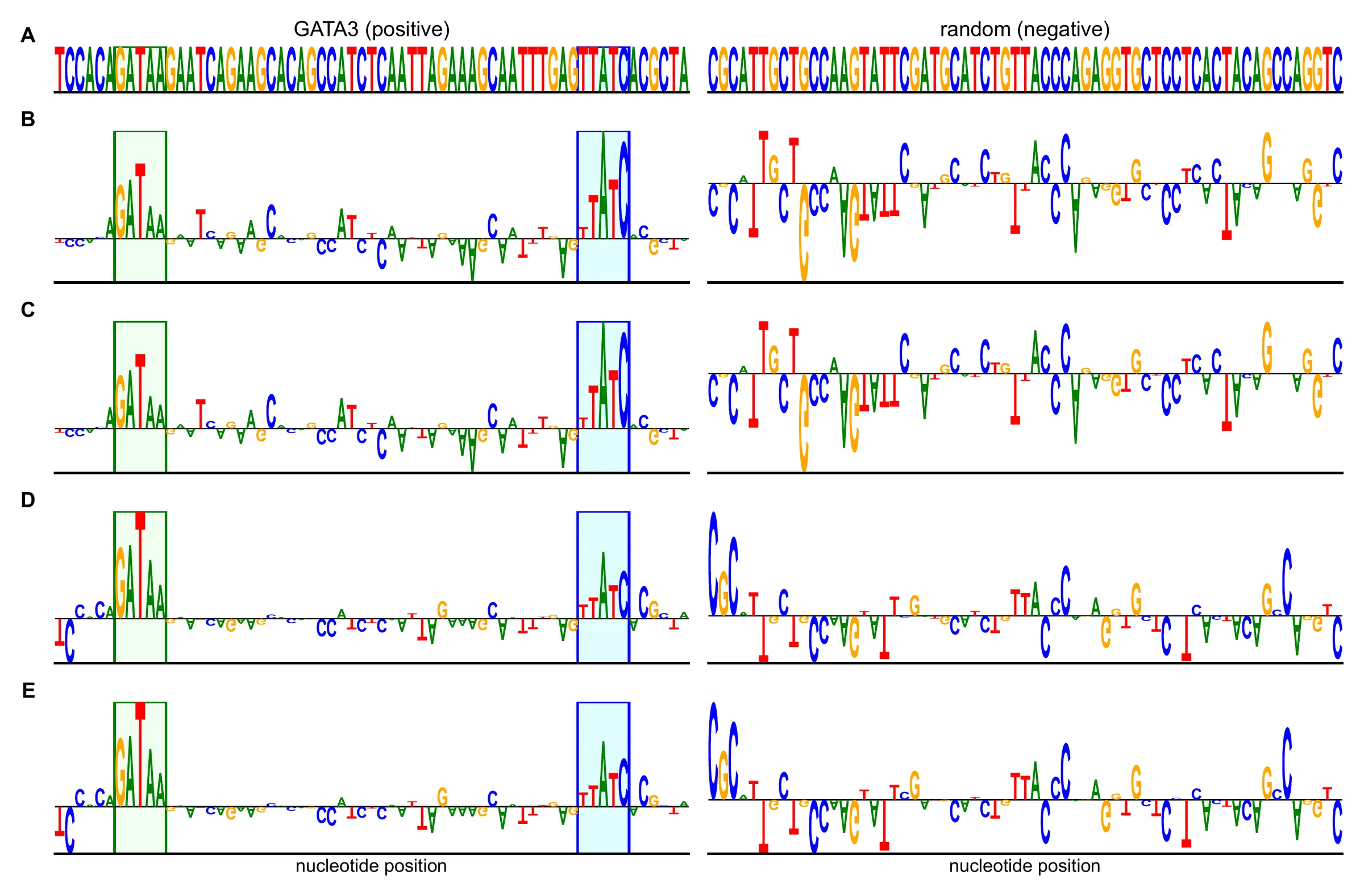 Five rows of sequence-logo attribution maps in two columns. Left, a GATA3-positive sequence with a green box around GATAA and a blue box around TTATC; in all four attribution rows the tallest letters fall inside the two boxes, most strongly the GATAA box for the MoE rows. Right, a random negative sequence whose attributions are scattered across positions with no clear motif.