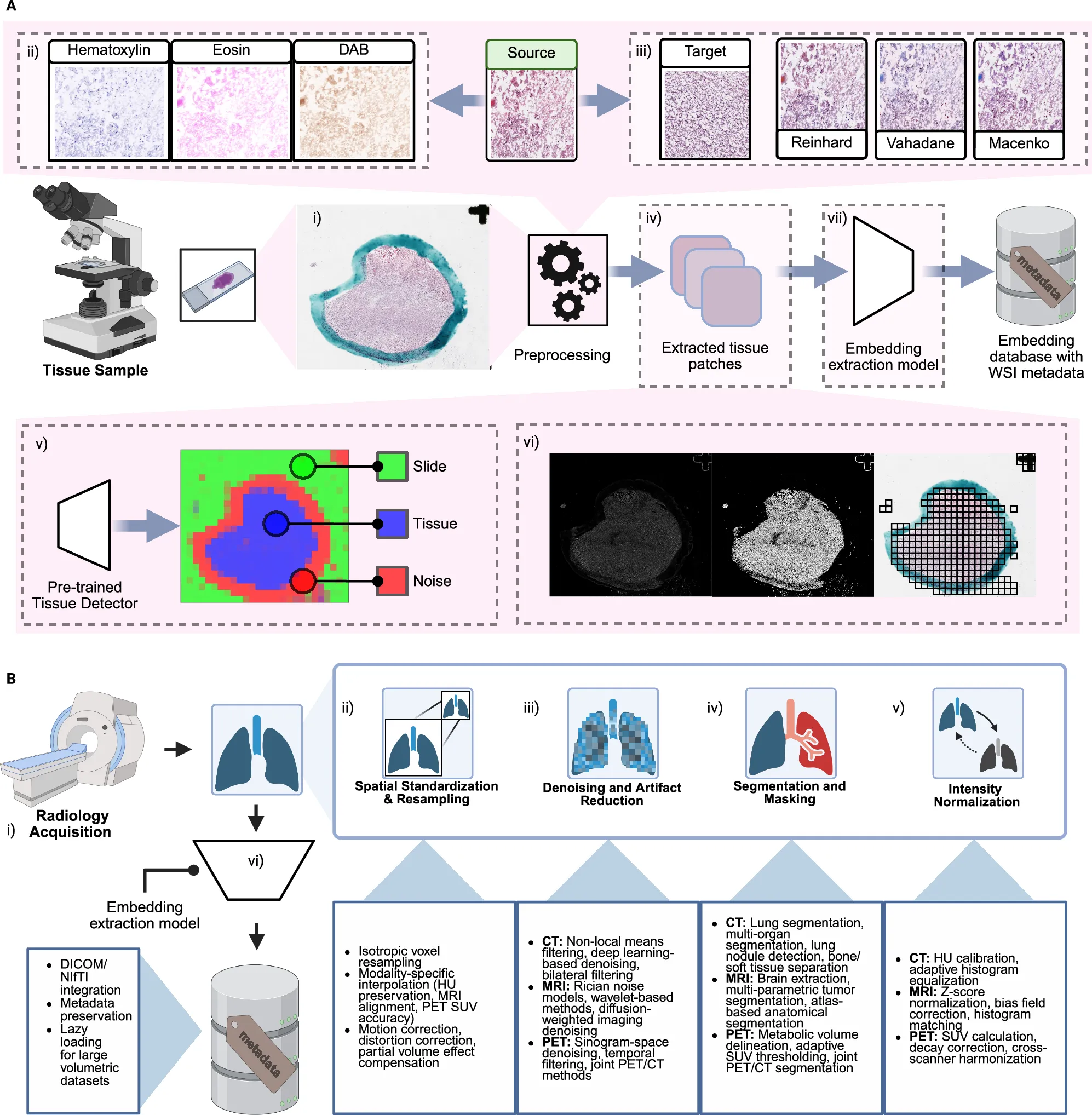 Two-panel diagram. Top: a whole-slide image of stained tissue, its hematoxylin, eosin and DAB stain channels, a source tile normalized to a target with Reinhard, Vahadane and Macenko methods, a color-coded tissue-detection map marking slide, tissue and noise, and a grid of patches over the tissue feeding an embedding model and a metadata database. Bottom: radiology steps from scanner acquisition through spatial resampling, denoising, lung segmentation and intensity normalization to an embedding model, with notes on CT, MRI and PET handling at each step.