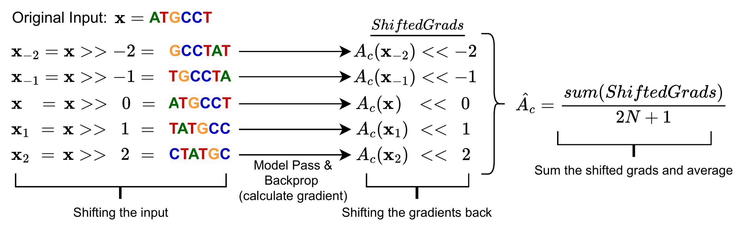 Diagram: the sequence ATGCCT is shifted by -2, -1, 0, 1 and 2 positions; each shifted copy goes through a model pass and backpropagation to give a gradient, each gradient is shifted back by the same amount, and the shifted gradients are summed and divided by 2N plus 1.